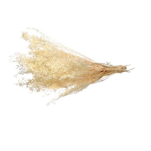Broom Bloom Fleurs de Genêt Séchées 70GR BLANC