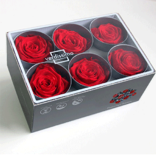 Boîte de 6 Têtes de Roses Eternelles Rouge