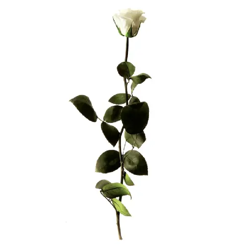 [238028] Rose Éternelle Amorosa Blanche - Renaud