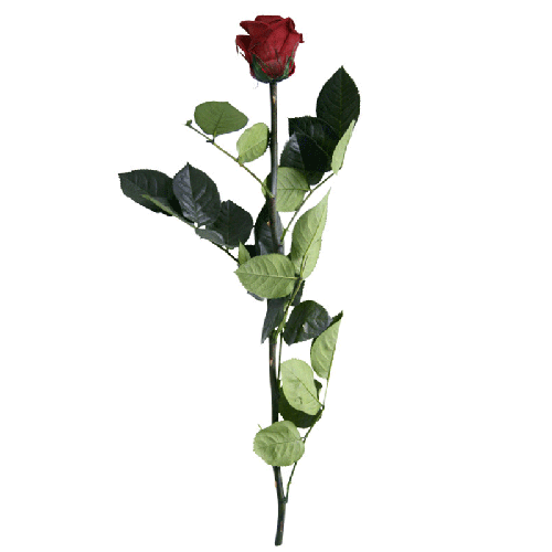 [421789] Rose Éternelle Amorosa Rouge