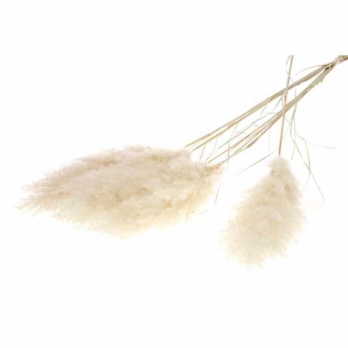 [569081] Herbes de Pampa 5 pcs 115 cm (FR)