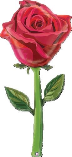 [G25427-P] Fresh Picks 65" - Grabo 